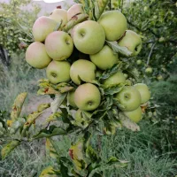 فروش 7000هزار متر باغ ثمری