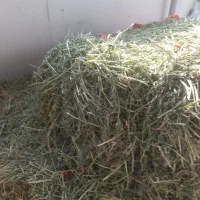 یونجه پرس شده و ریز شده موجود است|لوازم جانبی حیوانات|قائم‌شهر, |دیوار