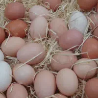 فروش تخم مرغ محلی