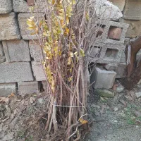 نهال سماق (ترش)|گل و گیاه طبیعی|بانه, |دیوار