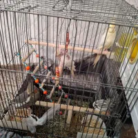 عروس هلندی بالغ|پرنده|پاکدشت, پاکدشت (مامازند)|دیوار