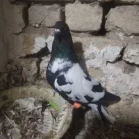 کبوتر|پرنده|تربت‌حیدریه, بالا ولایت|دیوار