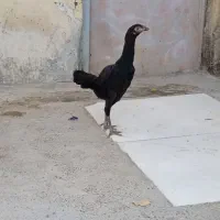 مرغ سیاه معاوضه بافنج یامرغ عشق|پرنده|میناب, |دیوار