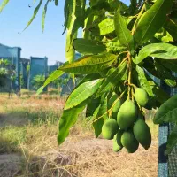 نهال انبه پیوندی در نهالستان پایندان جیرفت
