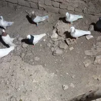 کفتر