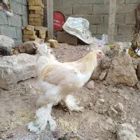 خروس برهما|حیوانات مزرعه|هشتگرد, فاز ۳ مهستان|دیوار