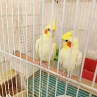 جفت عروس هلندی ضمانتی|حیوانات|بیرجند, |دیوار