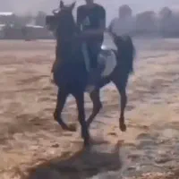 اسب نر عرب سرحال برازجان|اسب و تجهیزات اسبسواری|برازجان, |دیوار