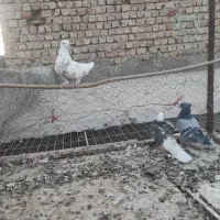 کبوترپرشی|پرنده|ساوه, |دیوار