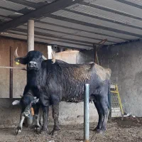 گاومیش