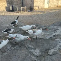غاز محلی|حیوانات مزرعه|روانسر, |دیوار