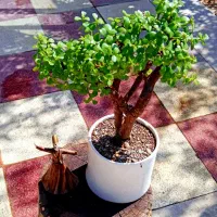 بنسای بونسای بن سای کراسولا خرفه جید مینیاتورری