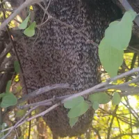 عسل کوهی (وحشی)