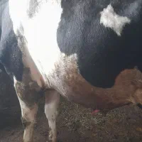 گوساله گاو نر گوشتی