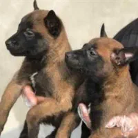 توله بلژین مالی نیوز وارداتی