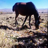 اسب|اسب و تجهیزات اسب‌سواری|اردبیل, |دیوار