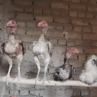 مرغ لاری|حیوانات مزرعه|مشهد, سیس‌آباد|دیوار