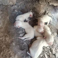 توله سگ پاکوتاه معاوضه