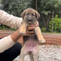 واگذاری سگ ژرمن