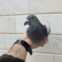 پلاکی|پرنده|نجف‌آباد, حومه نجف آباد|دیوار