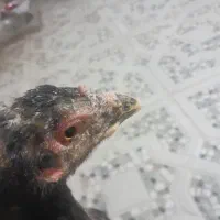 جوجه لاری|حیوانات مزرعه|سیرجان, |دیوار