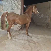 اسب|اسب و تجهیزات اسبسواری|اصفهان, امیرعرب|دیوار