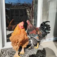 فروش خروس جوان برهما