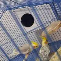 عروس  جفتی و  تکی