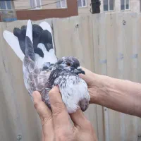 کفتر غریبگیری