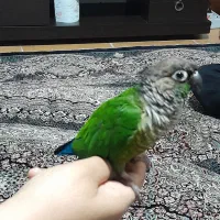 یک عددگرینچیک بازی گوش دستی