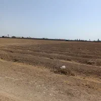 یک هکتار زمین کشاورزی تاکستان کهک