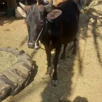 گاو و گوساله