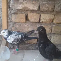 دو عدد جوجه نر