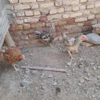 مرغ خروس گلین