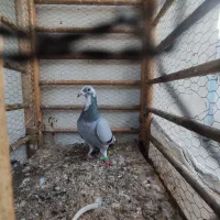 پلاکی ماده|پرنده|مینودشت, |دیوار