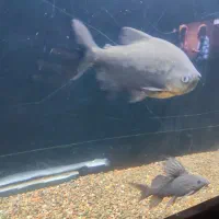 پنکوسی شکاری باله بلند.پیرانا پاکو|ماهی|تربت‌حیدریه, حسنی بالا|دیوار