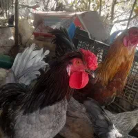 مرغ و خروس|حیوانات مزرعه|جیرفت, |دیوار