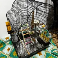 فروش قفس عروس هلندی