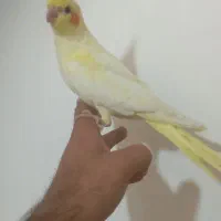 عروس هلندی معامله با کبوتر