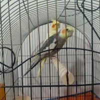 عروس هلندی جفت مولد کار داده|پرنده|بهار, |دیوار