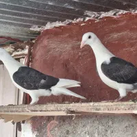 کبوتر|پرنده|برازجان, |دیوار