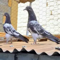 کبوتر یک جفت جوجه تیدی رشت|پرنده|رشت, خرسندی|دیوار