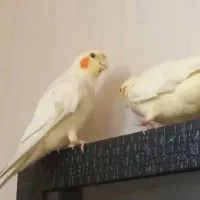 یک جفت عروس هلندی لوتینو سخنگو|پرنده|تهران, تولید دارو|دیوار