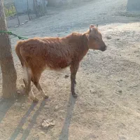 حیوانات مزرعه