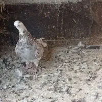 کفتر صید|پرنده|مشهد, شهید قربانی|دیوار