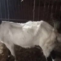 بز گلابی|حیوانات مزرعه|باغ ملک, |دیوار