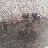 فروش خروس رسمی قرمز