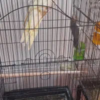 عروس هلندی نر وماده جوجه