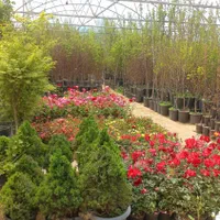 خدمات باغبانی طراحی گلکاری درختکاری محوطه سازی