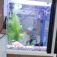 اکواریوم تمیز و کم جا
